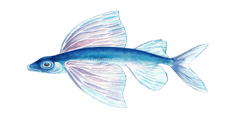 a close up of a fish