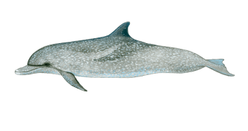 Atlantic spotted dolphin