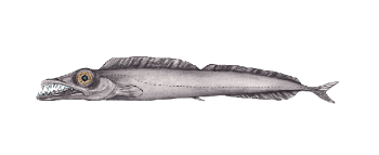 a close up of a fish