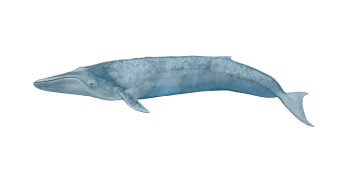Blue whale a blurry image of a fish