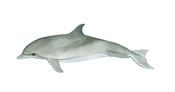 Bottlenose dolphin a blurry image of a fish
