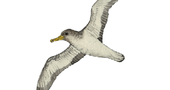 a bird flying in the sky