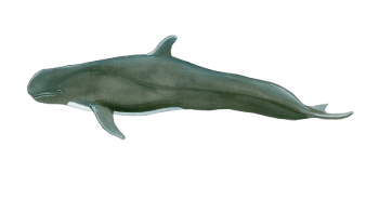 a close up of an animal