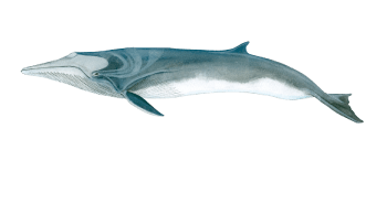 a blurry image of a fish