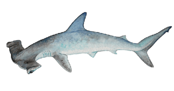 a close up of a fish