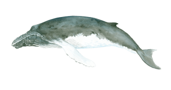 a close up of an animal