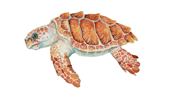 a close up of a turtle