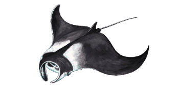 Manta ray Manta ray