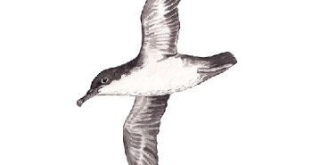 Manx shearwater a bird that is standing in the dark