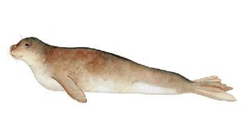 Mediterranean Monk Seal a cat that is lying down in the dark