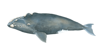 a close up of an animal