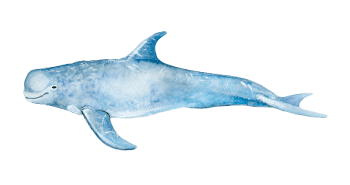 Risso’s dolphin Risso’s dolphin