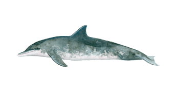 Rough-toothed dolphin a blurry image of a fish