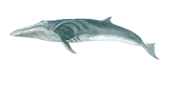 Sei whale a close up of a fish