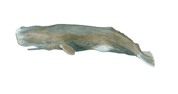 Sperm whale a close up of an animal