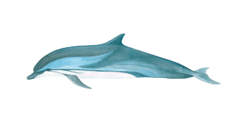 a blurry image of a fish