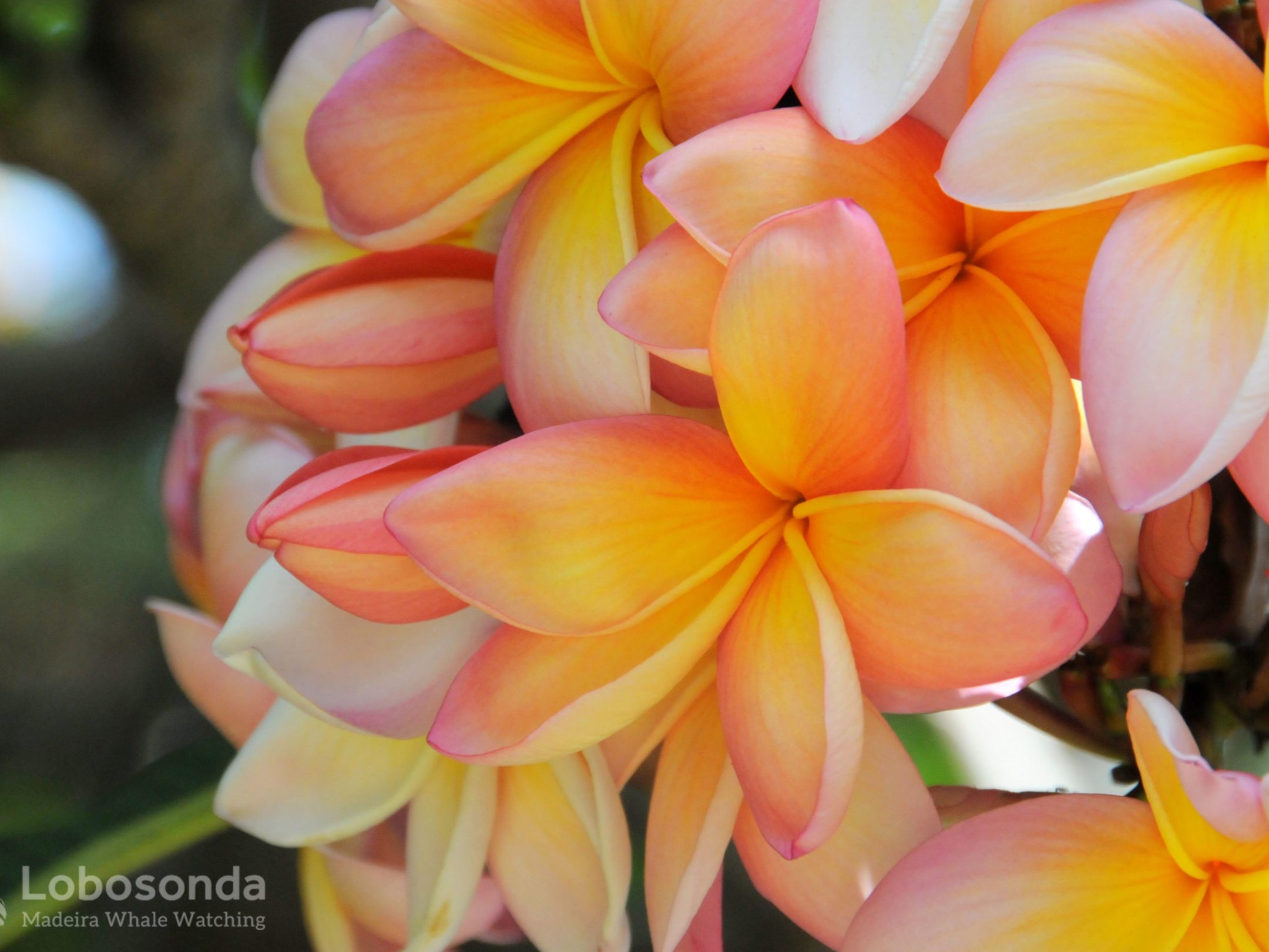 a close up of a flower