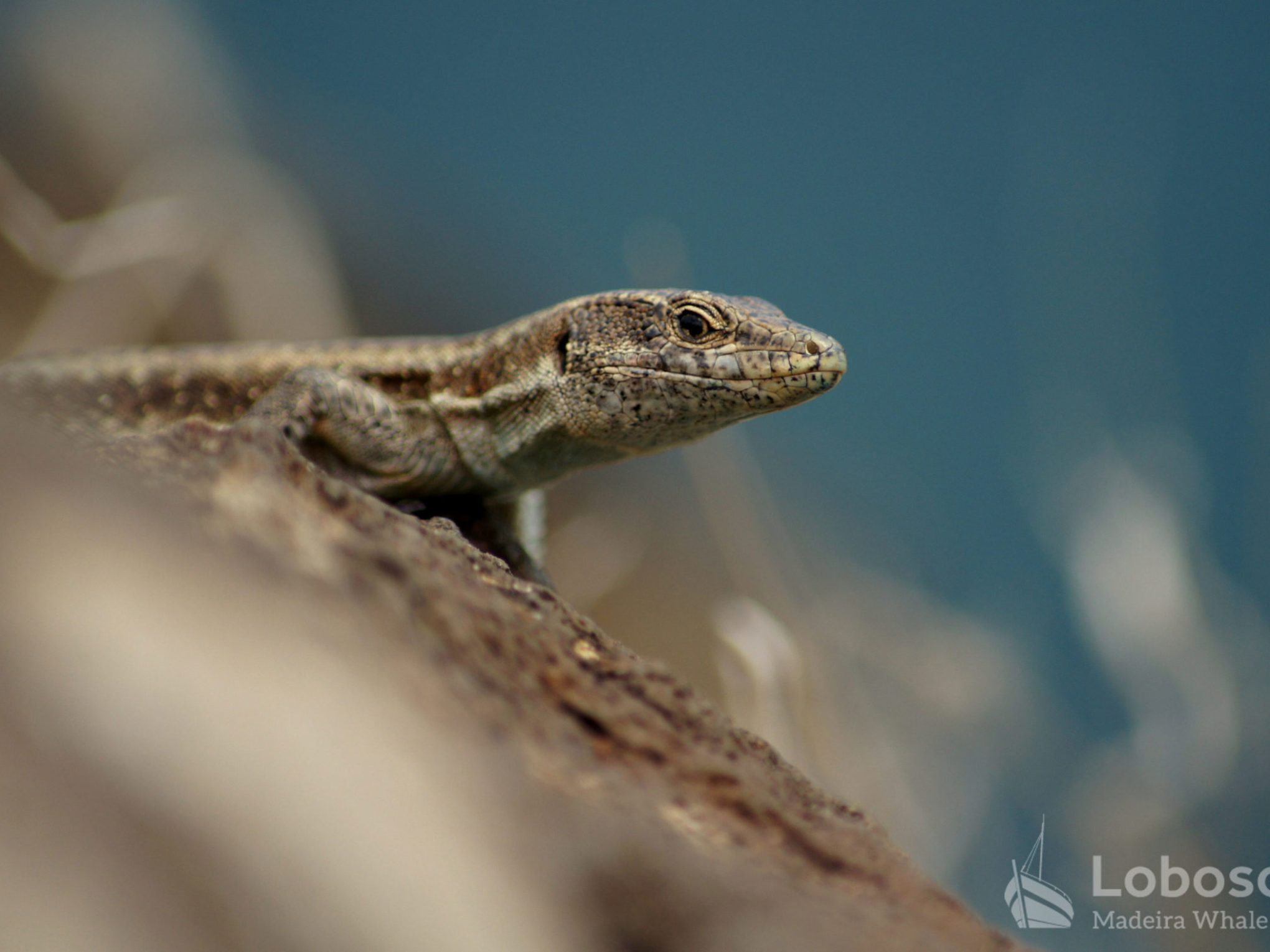 a close up of a lizard
