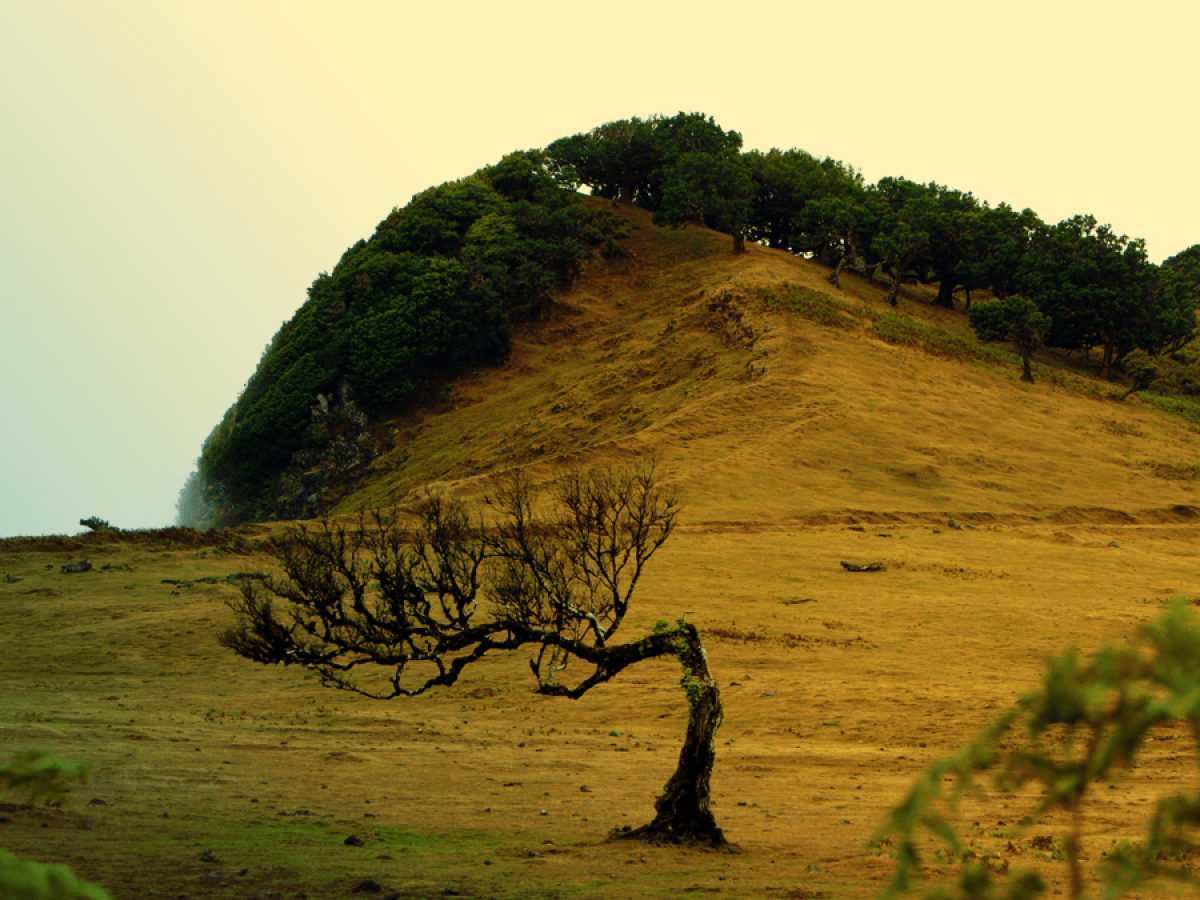 a herd of sheep walking across a lush green field