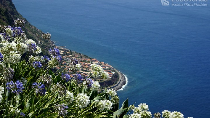 a close up of a flower garden in a body of water