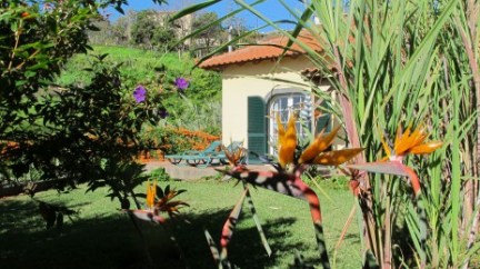 a colorful kite in front of a tree