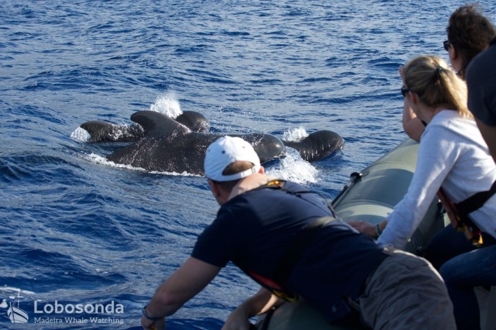 People on a boat watching several dolphins swimming in the ocean.