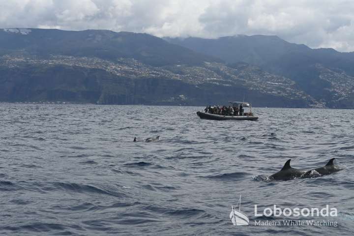 Boat with people watches dolphins near mountainous coast.