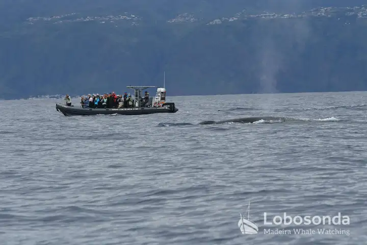 Boat with people observing whales in the ocean near a mountainous coastline.