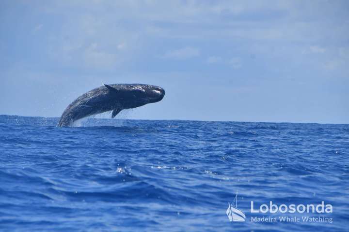 Whale breaching above ocean with cloudy sky.
