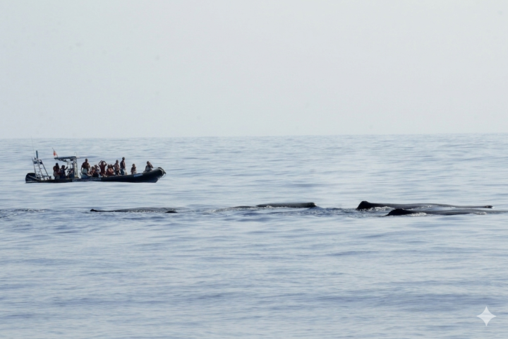 Small boat with people near three whales in ocean water.