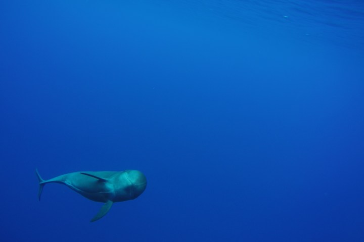 Fish swimming alone in deep blue ocean.